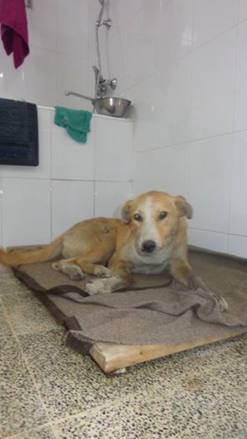 მეტისი უსახელო