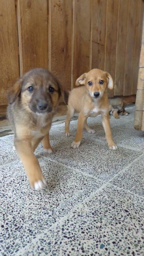 მეტისის ლეკვები უსახელოები