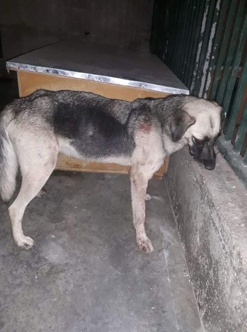 მეტისი სტრელკა