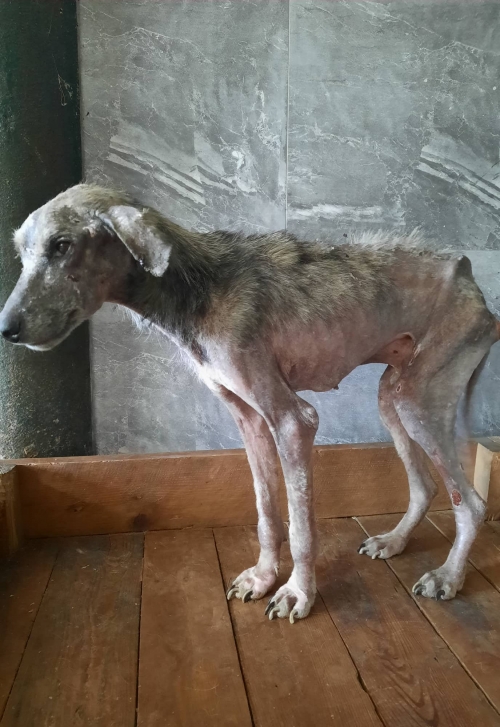 მეტისი მოიყვანა ნატალია სლეპაკოვა