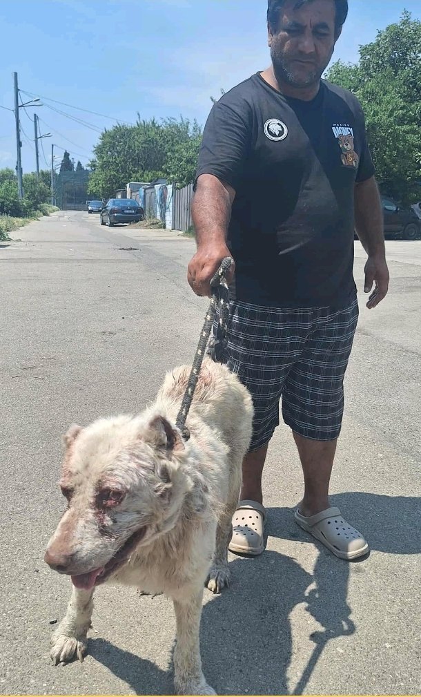 ქართული ნაგაზი. მუხრანი