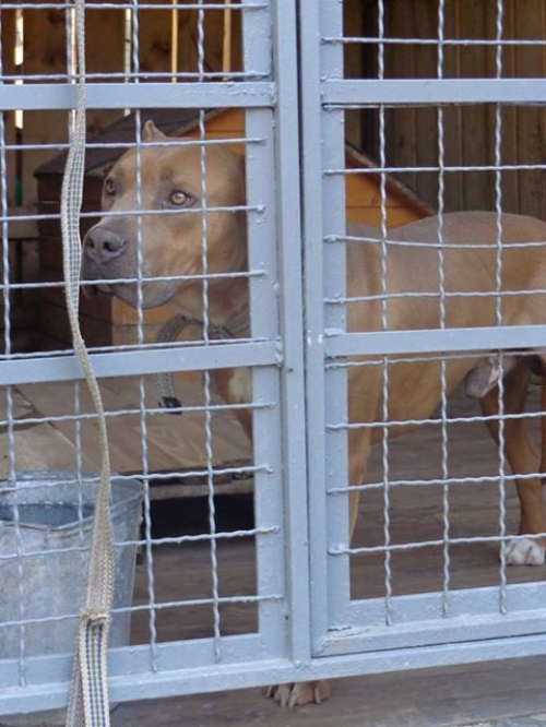 სტაფი ბუჩი