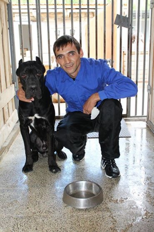 კანე კორსო რუნი