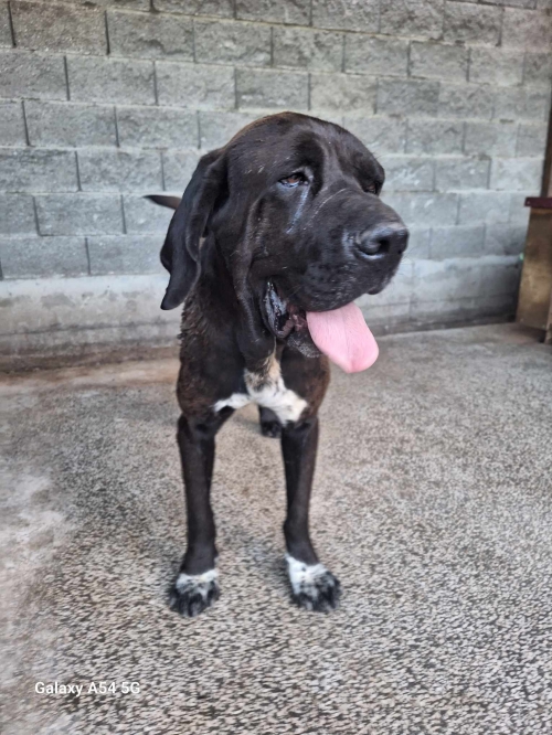 კანე კორსო კახეთის გზატკეცილი ისთ.ფოინტი