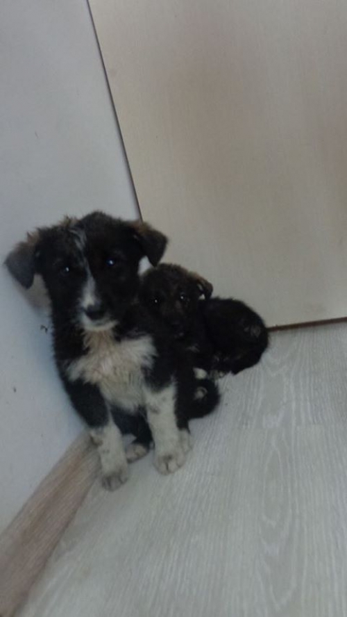 მეტისის ლეკვები უსახელოები