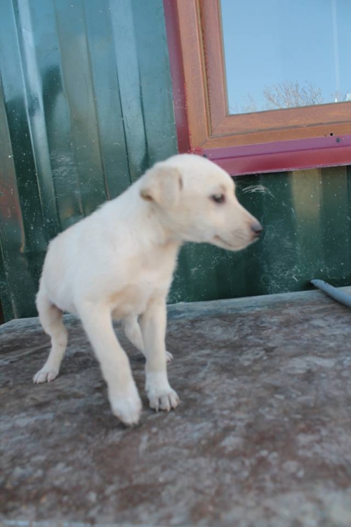 მეტისი უსახელო