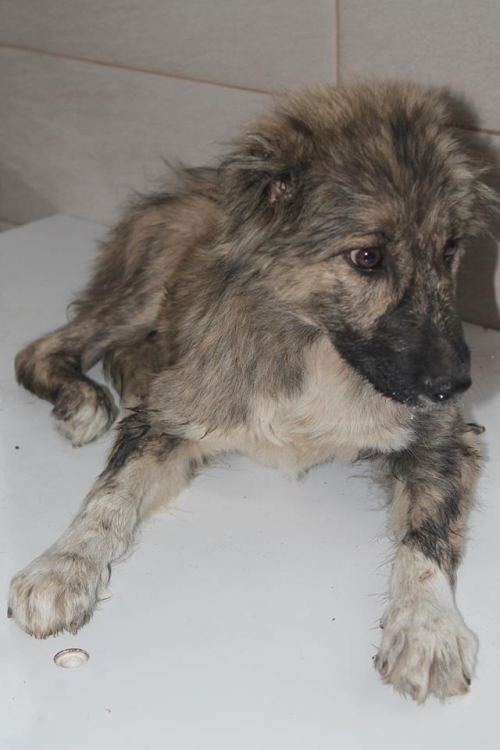 ქართული ქოფაკი უსახელო