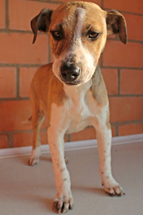 მეტისი უსახელო