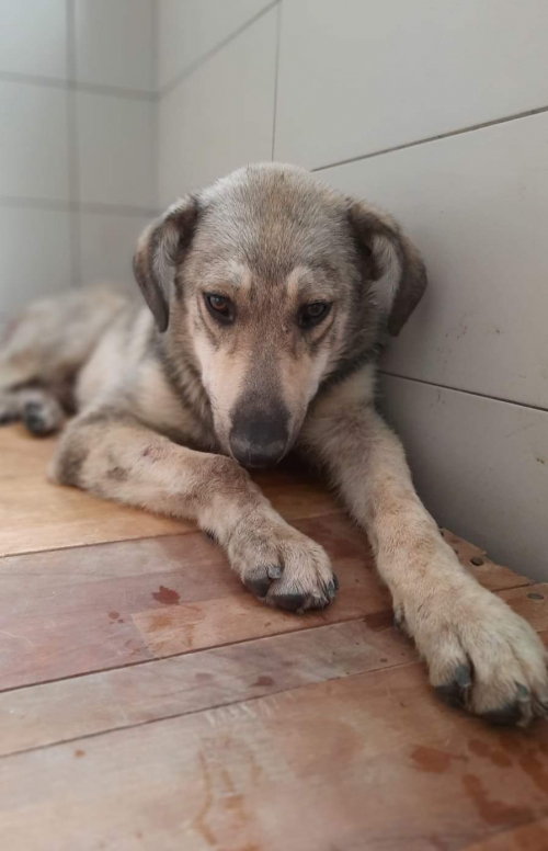 მეტისი გადმოყვანილია მუნიციპალური თავშესაფრიდან