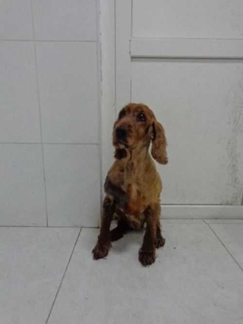 კოკერსპანიელი ლედი