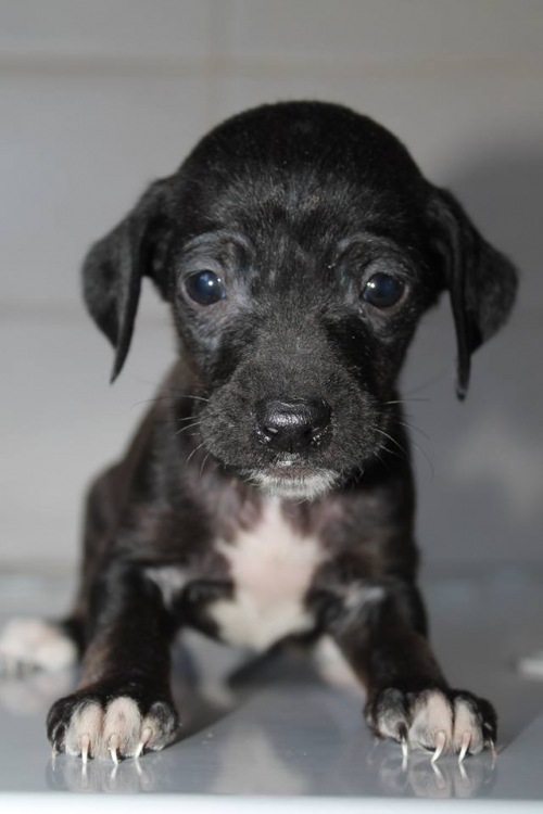 მეტისი უსახელო