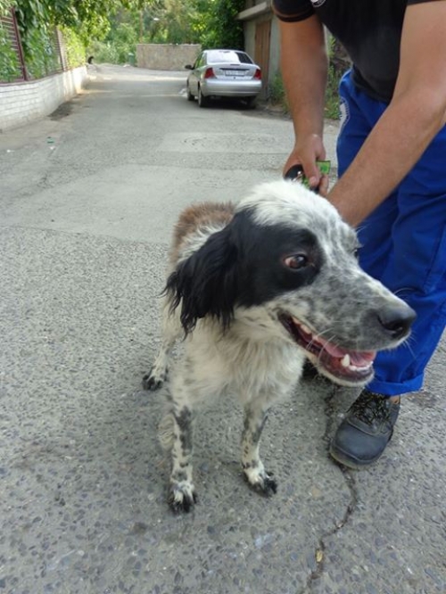 სეტერი უსახელო