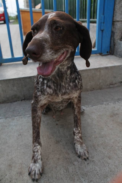 კურცხაარი უსახელო