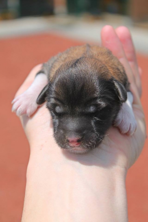 მეტისი უსახელო