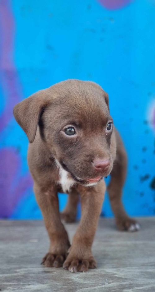 მეტისი უსახელო