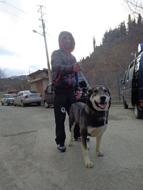 ქართული ქოფაკი უსახელო