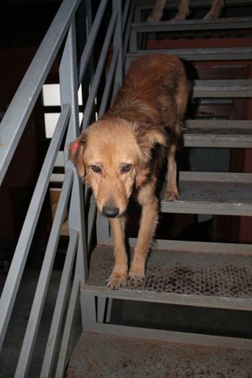 მეტისი უსახელო