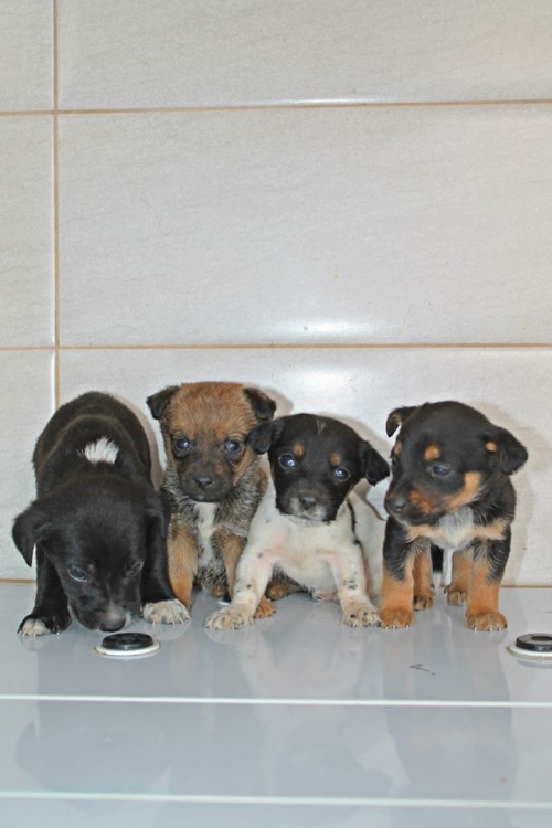 მეტისის ლეკვები უსახელო