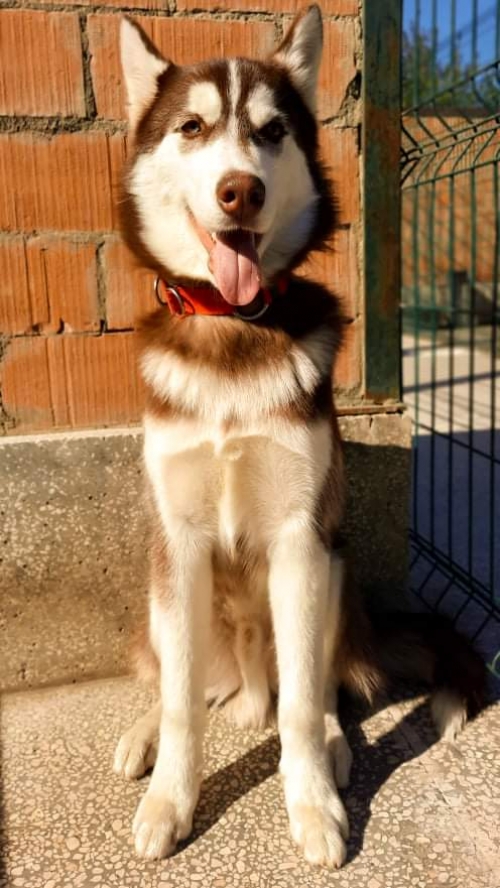 ლაიკა მარლი