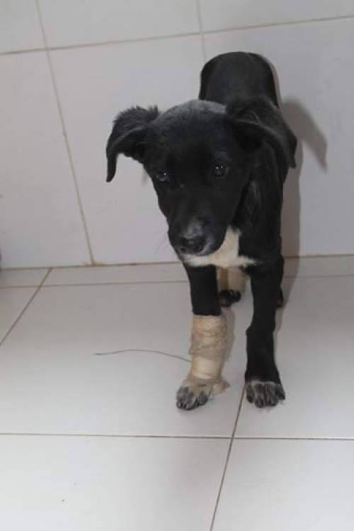 მეტისი უსახელო