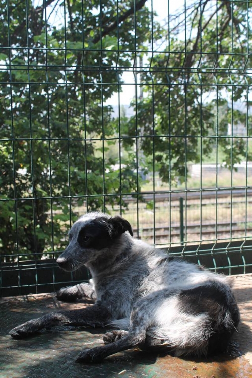 მეტისი უსახელო