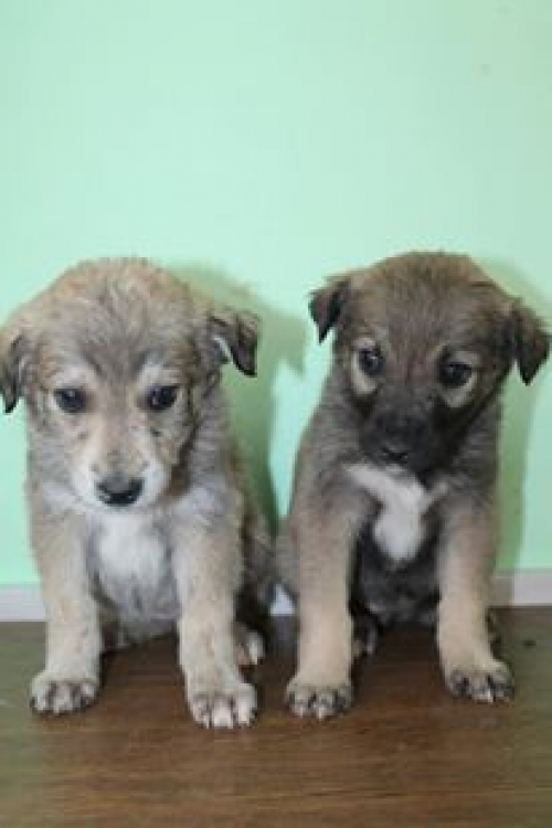 მეტისის ლეკვები უსახელო