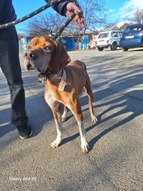 პოინტერი მარნეული დავით აღმაშენებელის ქუჩა