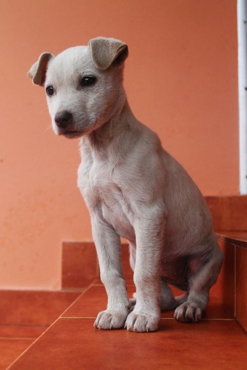 მეტისი უსახელო