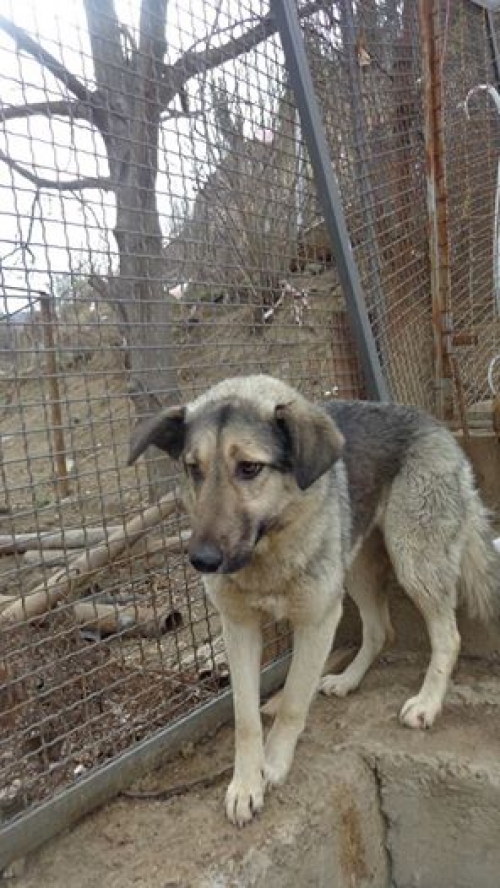 მეტისი ყურშა