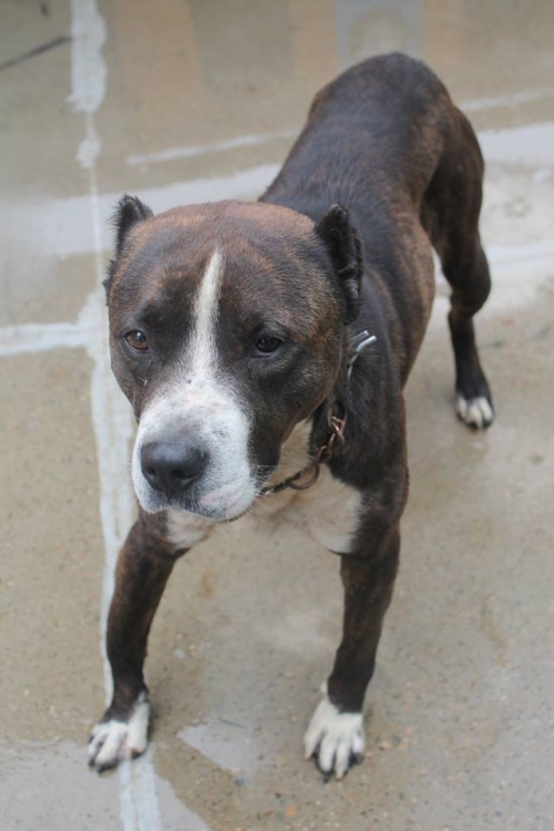 პიტი შერხანი