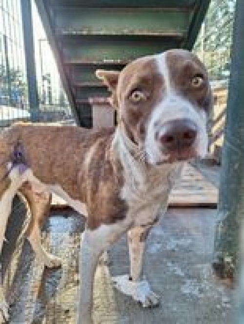 მეტისი ლევტკაჩინსკის ქუჩა