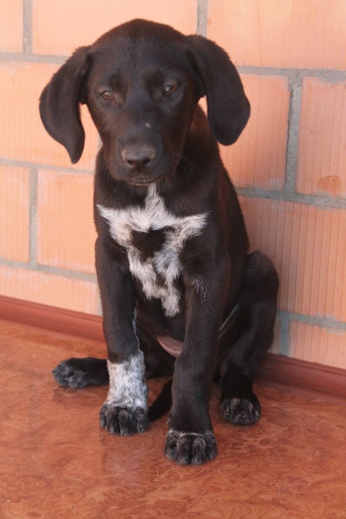 მეტისი უსახელო