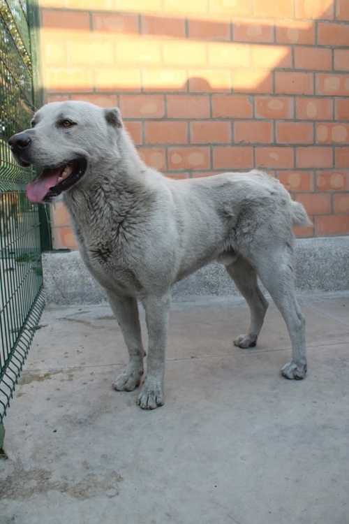 ქართული ნაგაზი ბარონი