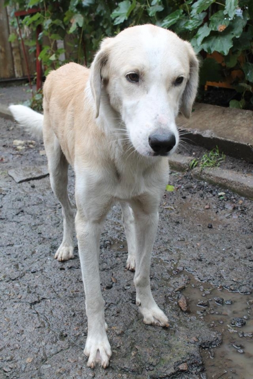 მეტისი უსახელო