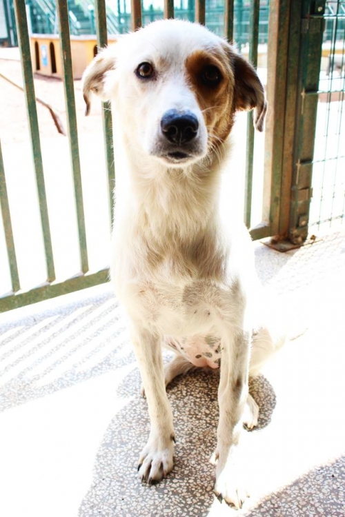 მეტისი უსახელო