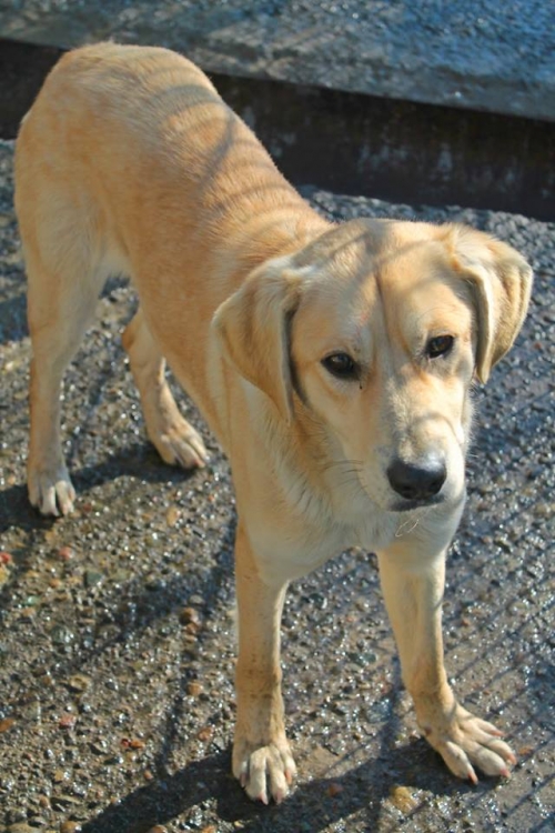 ლაბრადორის მეტისი ბუბუ