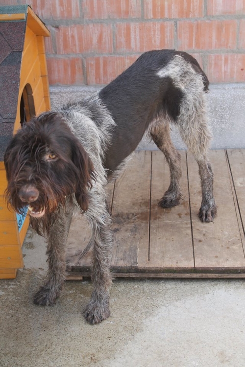 დრათხარი როი