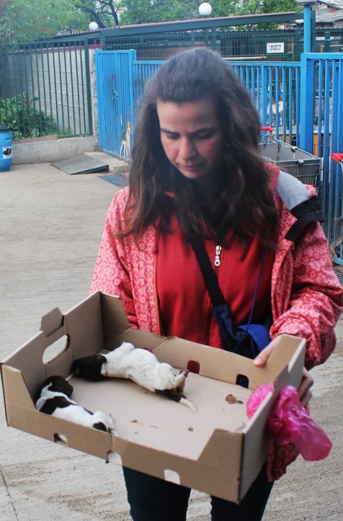 კურცხაალის მეტისი უსახელო