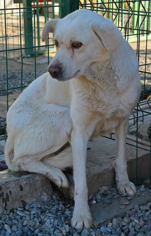 ქართული ქოფაკი ბელკა