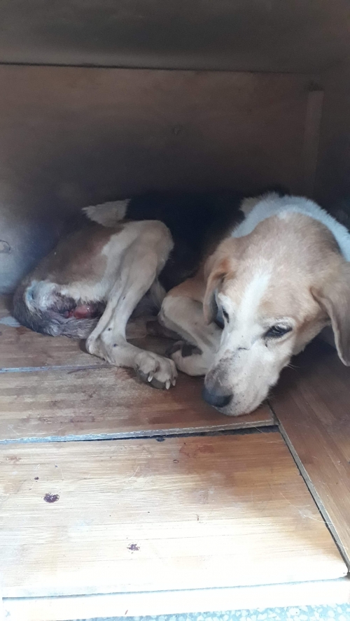 გონჩის მეტისი უსახელო