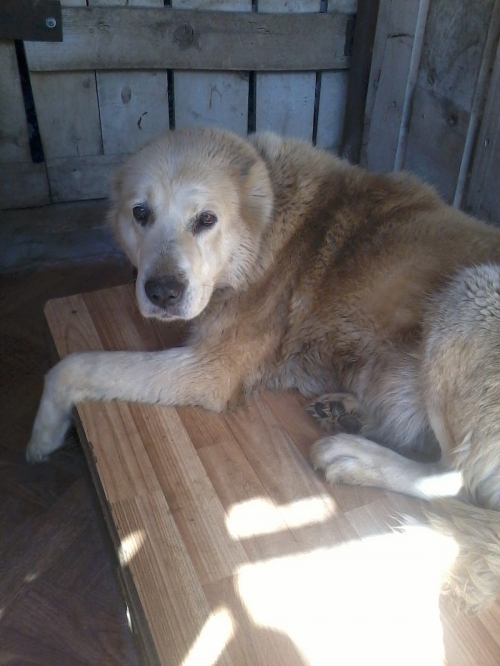 ქართული ქოფაკი ჯინა