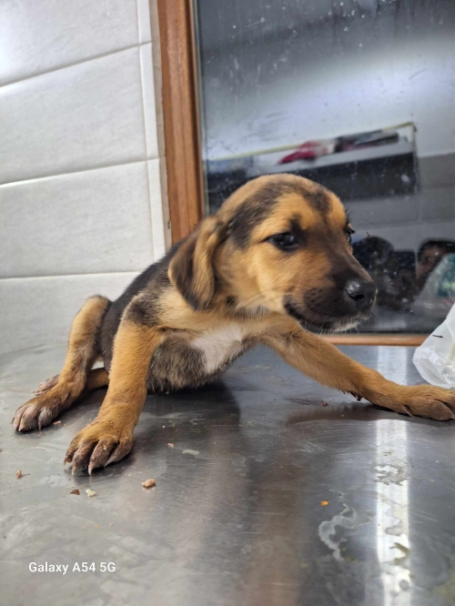 მეტისი უჯარმა