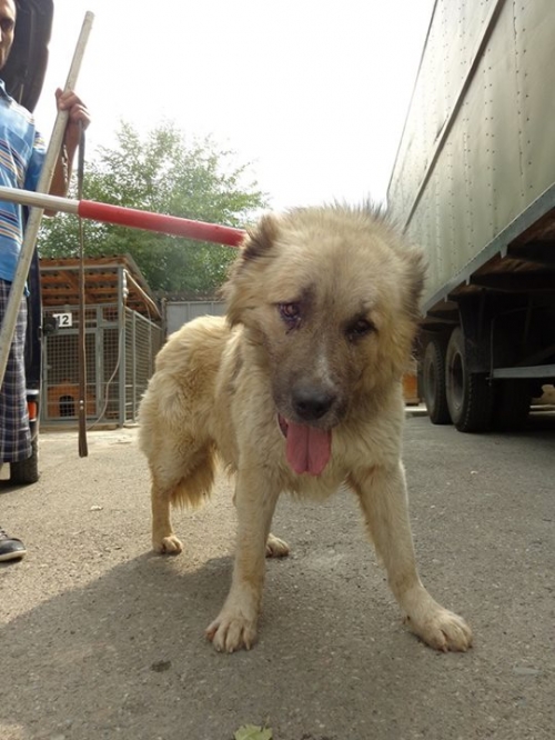 ქართული ნაგაზი უცნობი