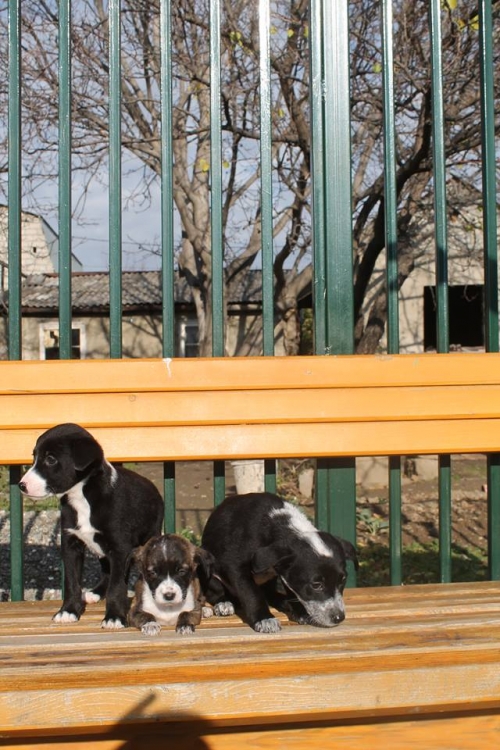 მეტისის ლეკვები უსახელო