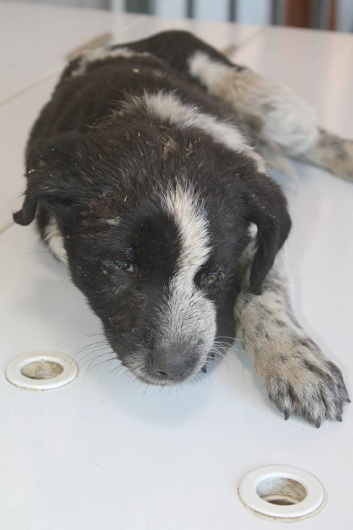 მეტისი უასახელო