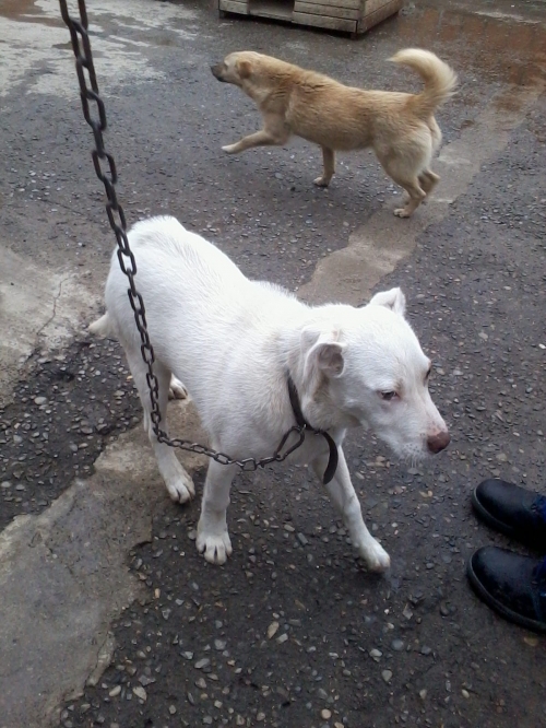 მეტისი ბუჩო