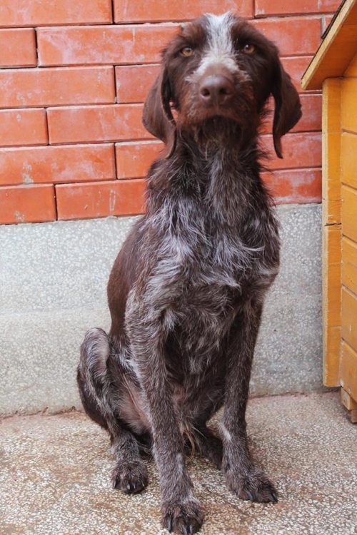 დრათხარი უსახელო