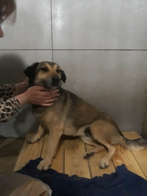 მეტისი ლილოს ტერმინალი