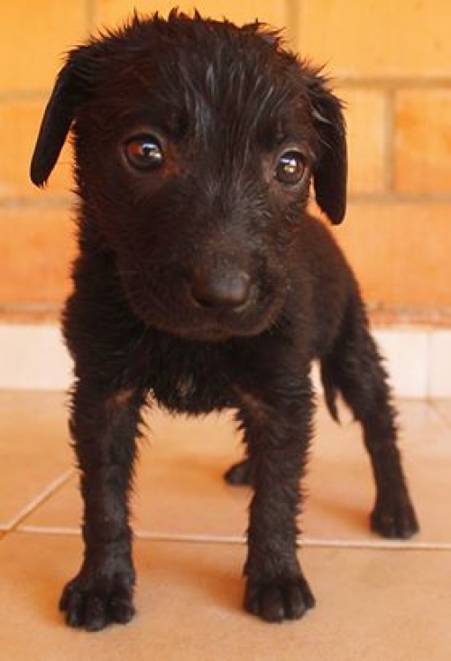 მეტისი უსახელო