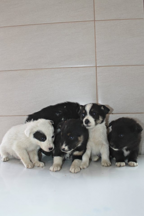 მეტისის ლეკვები უსახელო